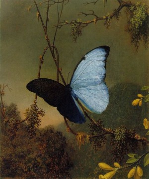 Blue_Morpho_Butterfly