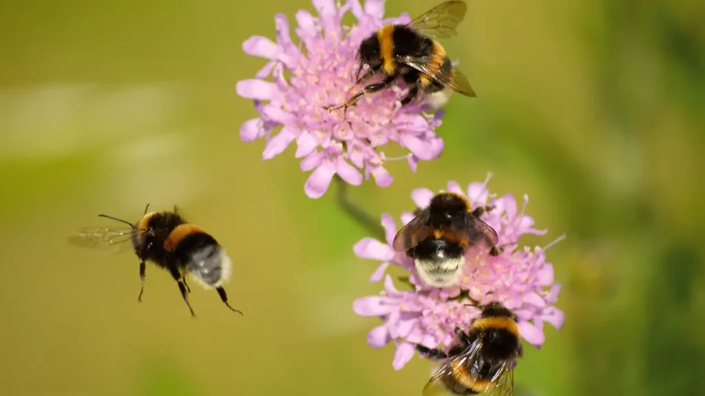 Bumble bees collecting nectar from lilac flowers