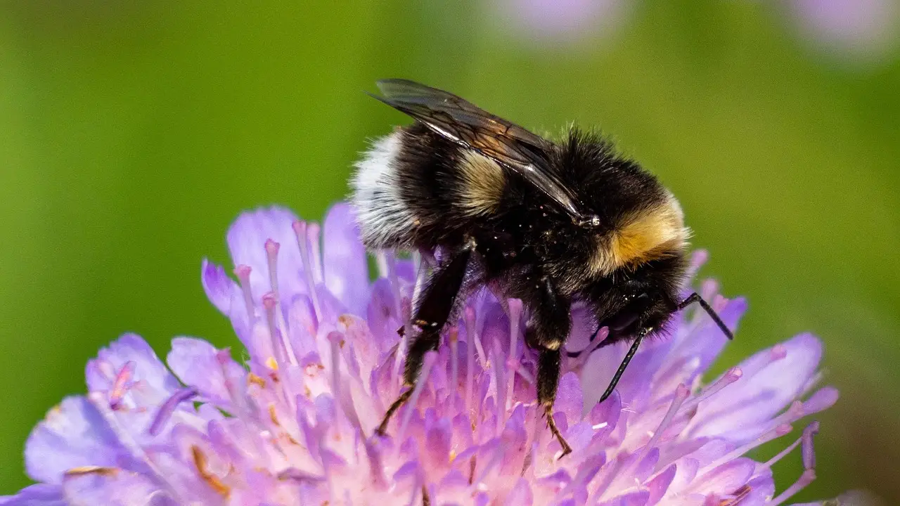 6 Simple Ways to Attract Pollinators to Your Garden Bees on flowers